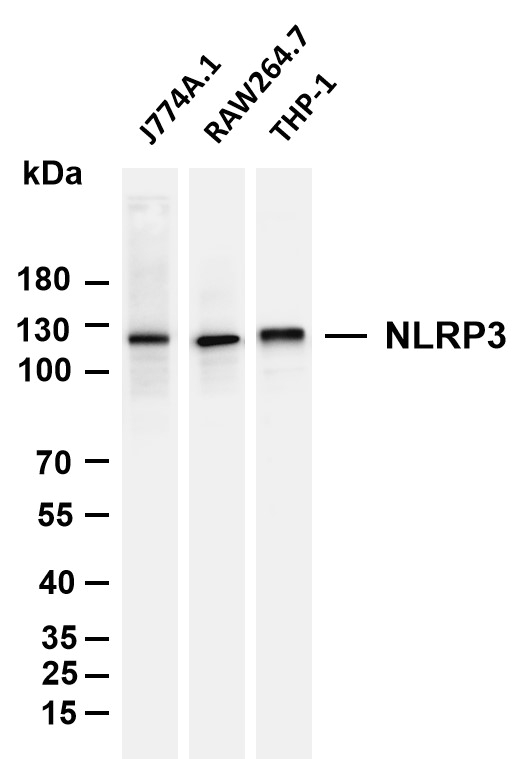 NLRP3 (R525V) Rabbit mAb