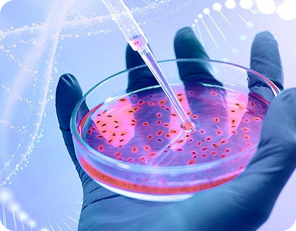 Chromatin Immunoprecipitation Assay（ChIP）